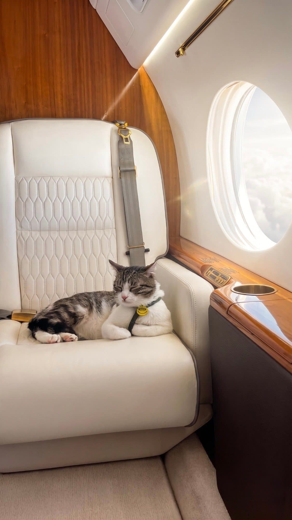 Gato durmiendo en un asiento de un Gulfstream de Flyzar