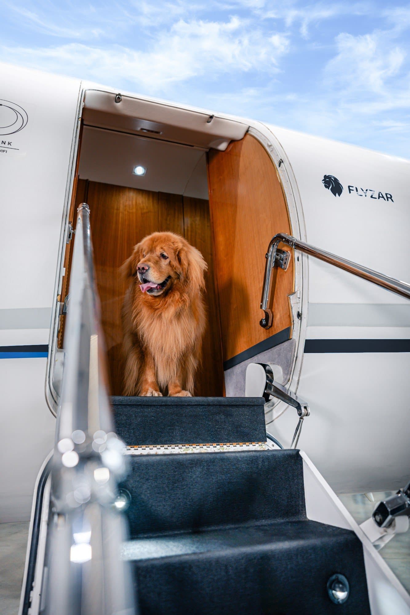 Perro en la puerta de un Gulfstream de Flyzar