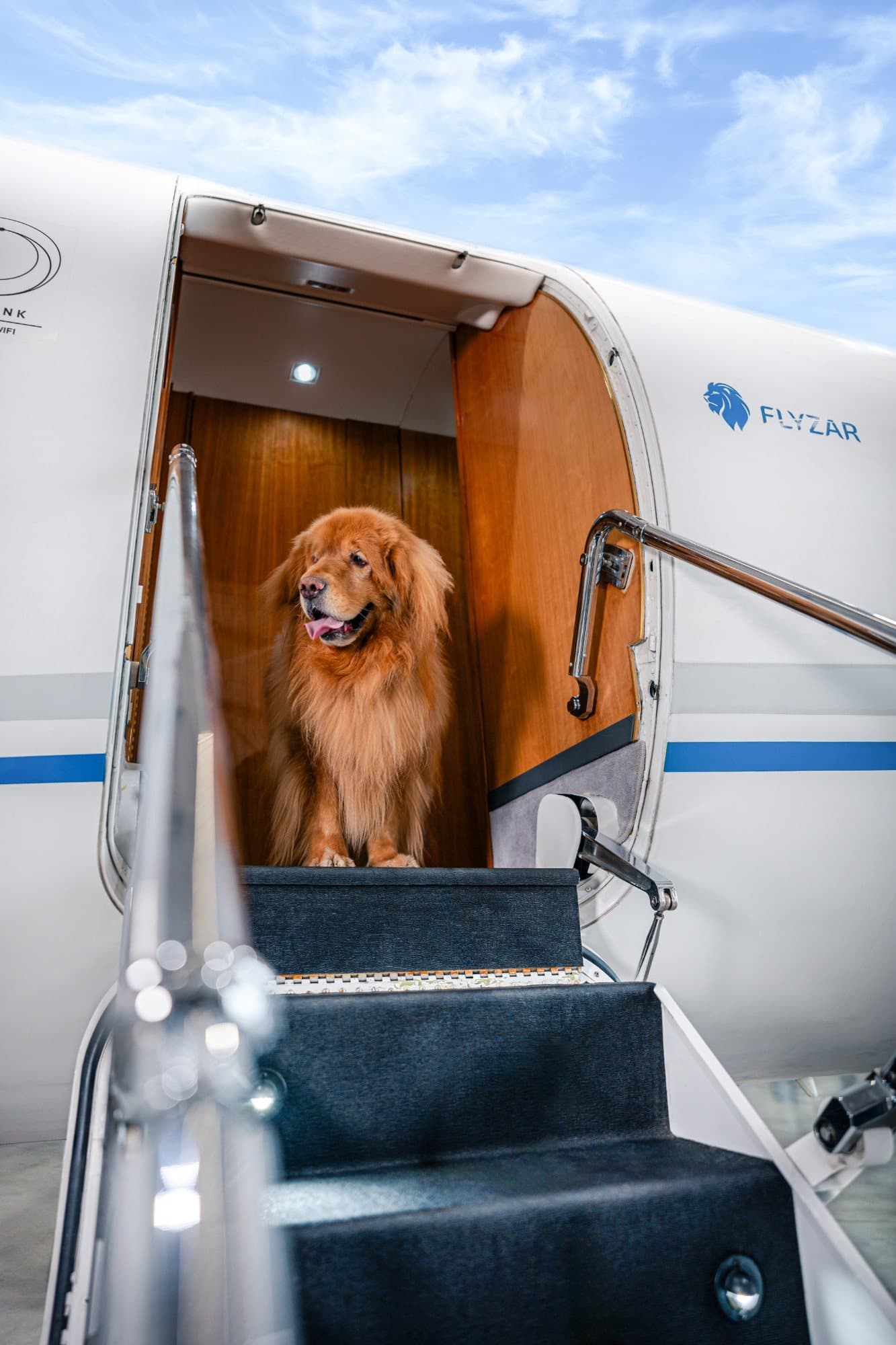 Perro en la puerta de un Gulfstream de Flyzar